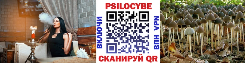 наркотики Жирновск Галлюциногенные грибы Psilocybine cubensis